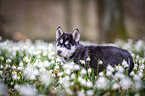 Siberian Husky puppy