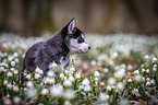 Siberian Husky puppy