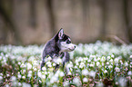 Siberian Husky puppy