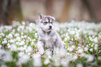 Siberian Husky puppy