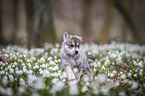 Siberian Husky puppy
