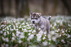 Siberian Husky puppy