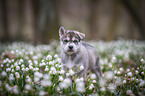 Siberian Husky puppy
