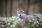 Siberian Husky puppy