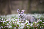 Siberian Husky puppy