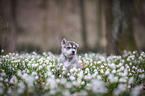 Siberian Husky puppy