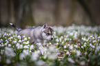 Siberian Husky puppy
