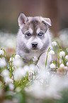 Siberian Husky puppy