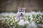 Siberian Husky puppy