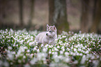 Siberian Husky puppy