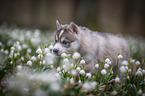 Siberian Husky puppy