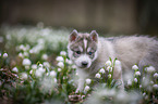 Siberian Husky puppy