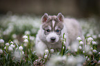 Siberian Husky puppy