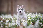 Siberian Husky puppy