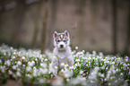 Siberian Husky puppy