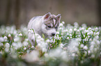 Siberian Husky puppy