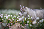 Siberian Husky puppy