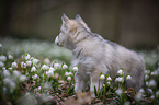 Siberian Husky puppy
