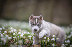 Siberian Husky puppy