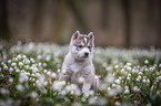 Siberian Husky puppy