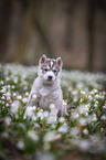 Siberian Husky puppy