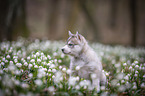 Siberian Husky puppy