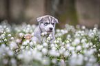 Siberian Husky puppy