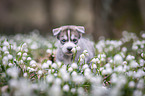 Siberian Husky puppy