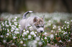 Siberian Husky puppy
