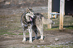 standing Siberian Husky