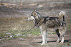 standing Siberian Husky