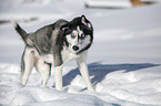 standing Siberian Husky