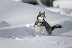 running Siberian Husky