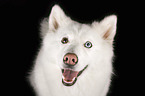 Siberian Husky portrait