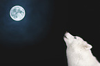 Siberian Husky portrait