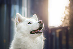 Siberian Husky portrait