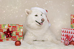 lying Siberian Husky
