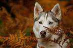 Siberian Husky Portrait