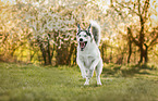 running Siberian Husky