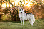 Siberian Husky