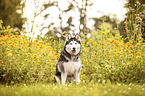 sitting Siberian Husky