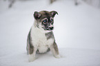 Siberian Husky Puppy