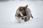 Siberian Husky Puppy