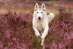 running Siberian Husky