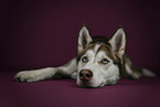 blue-eyed Siberian Husky
