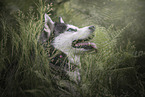female Siberian Husky