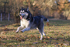 running Siberian Husky