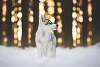 Siberian Husky Puppy