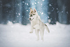 Siberian Husky Puppy