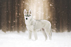 Siberian Husky Puppy